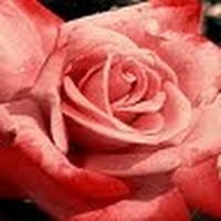 Анатолий Безпалько,  