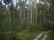 Могилянській ліс