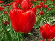 Любов Петленко - Останні фото