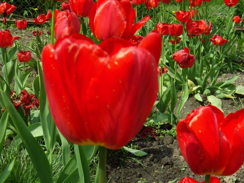 Перший - Любов Петленко