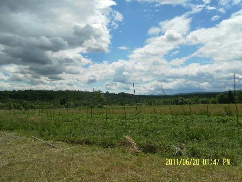 МОЄ  РІДНЕ СЕЛО - Таня Левкович