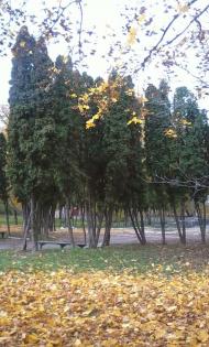 Осінь у Білопіллі