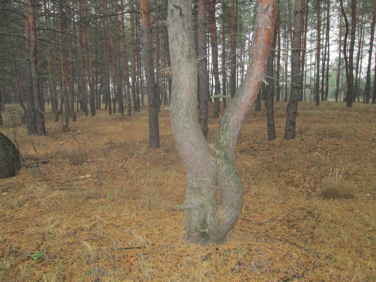 Cтрашилки Ахтырского леса - Tanya Jarova