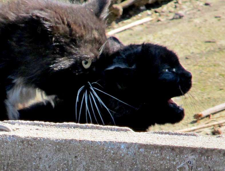 КОТОФЕРМА - Віктор-Миколай Сердюк