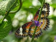 Бабочки в природі