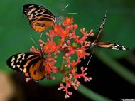 Бабочки в природі