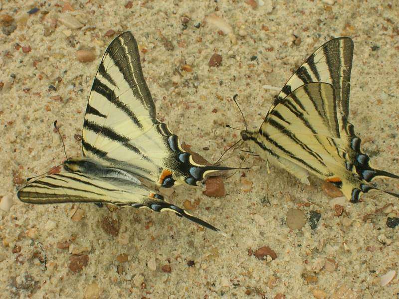 Бабочки в природі - Михаил Овсиенко