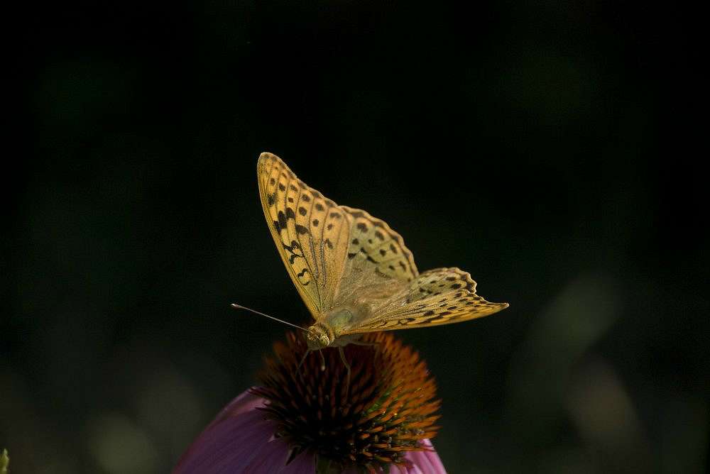 Бабочки в природі - Михаил Овсиенко