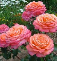 Чарівні Троянди