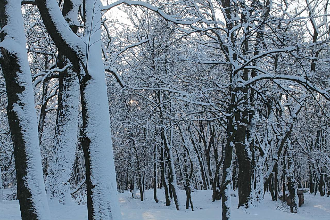 Гоща зимова - Виктор Олещенко