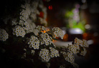 Світлана Скшетуська - Останні фото