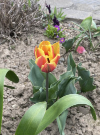 Мої тюльпани