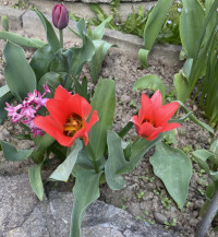 Мої тюльпани