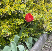 Мої тюльпани