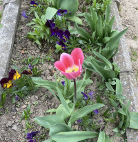 Мої фото тюльпанів